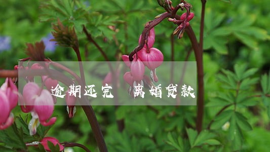 逾期还完 离婚贷款 逾期还完 离婚贷款